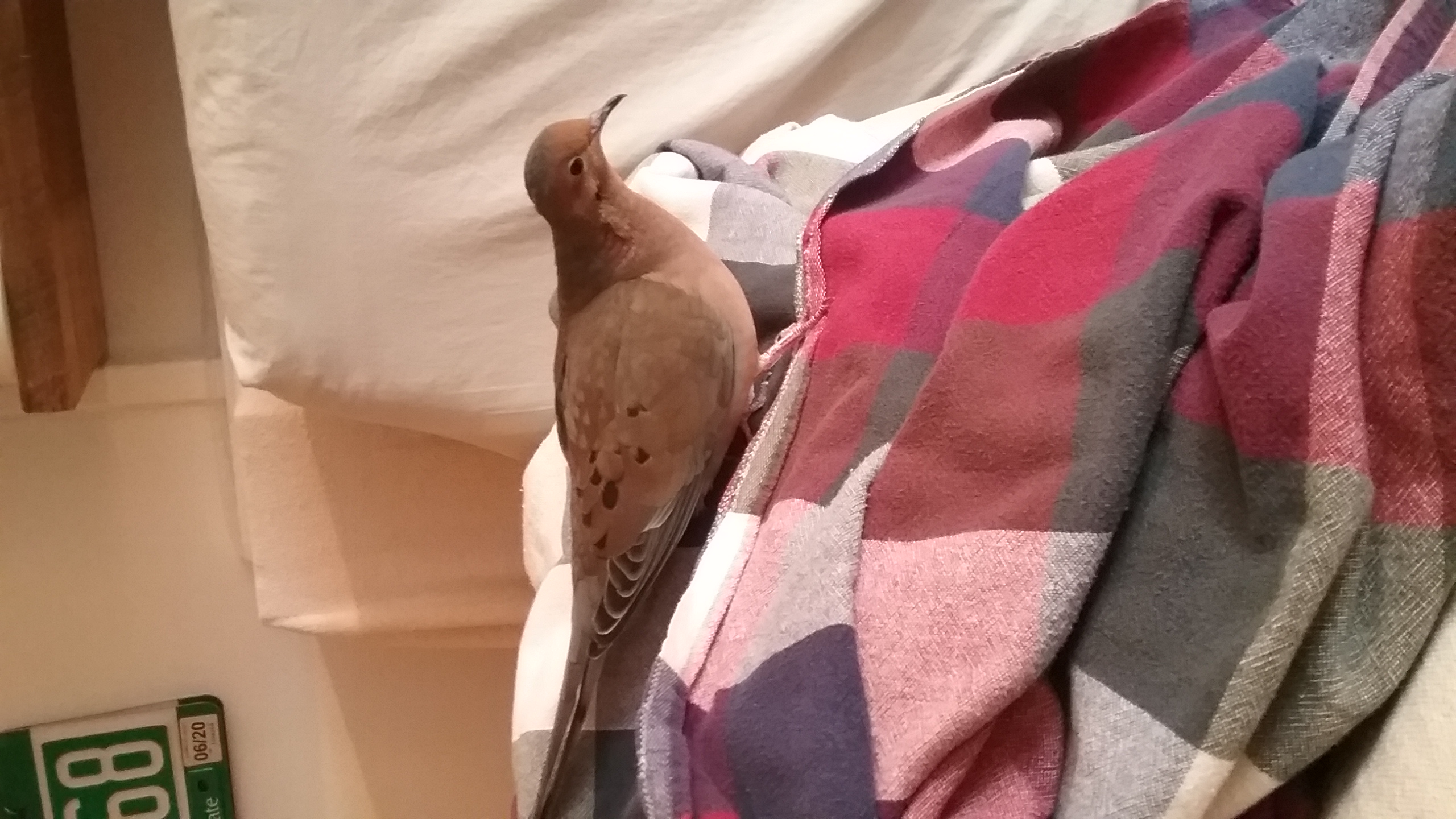 19 November 2021 mourning dove 19 November 2021