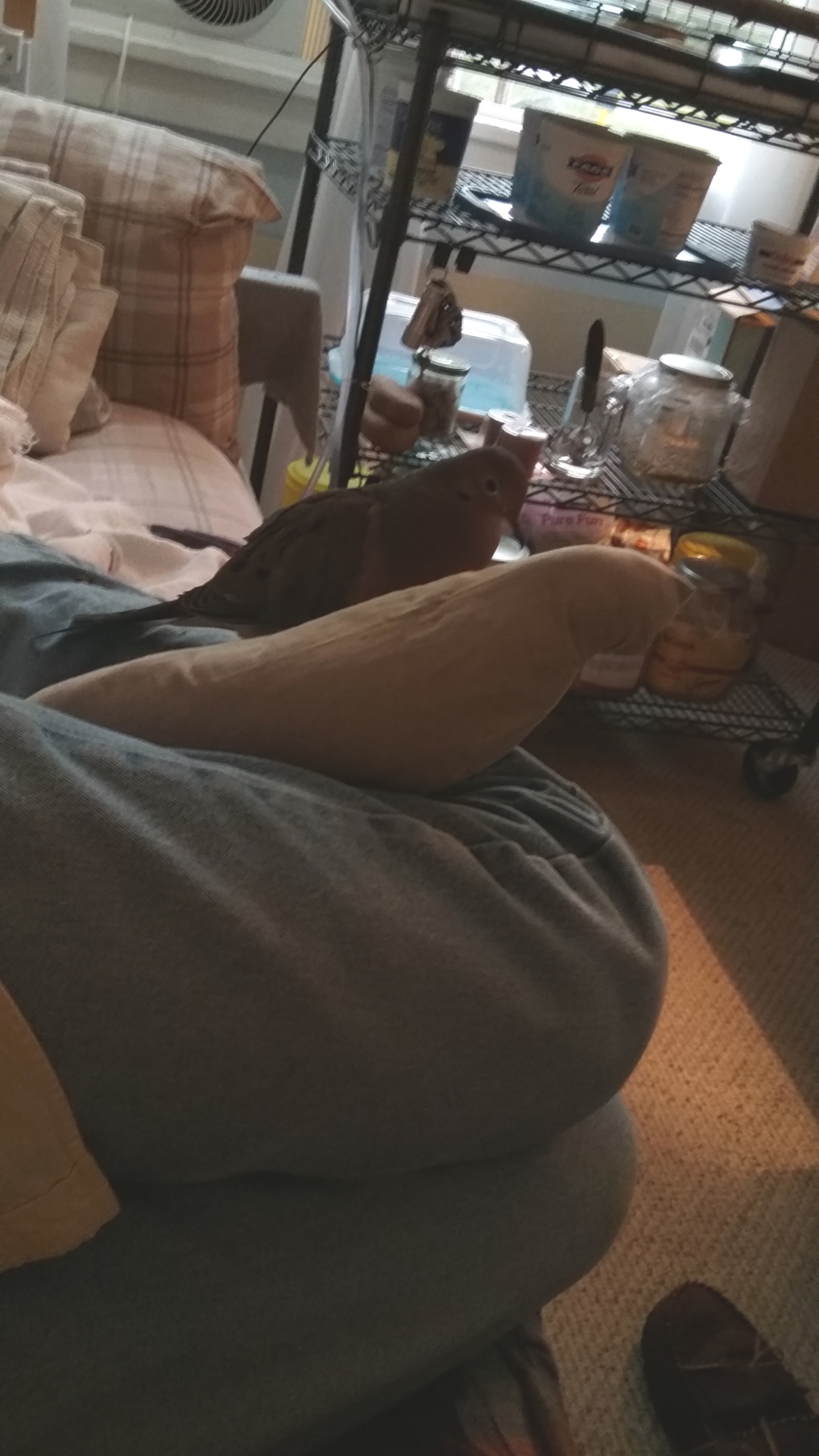 mourning dove 2022 31 August